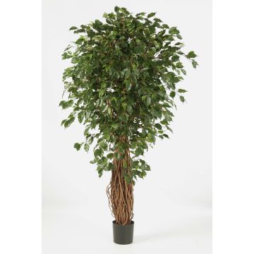 Albero di ficus artificiale LUCIUS, tronchi veri, verde, 210cm