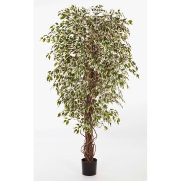Albero di ficus finto DAKU, tronchi naturali, verde-bianco, 120cm