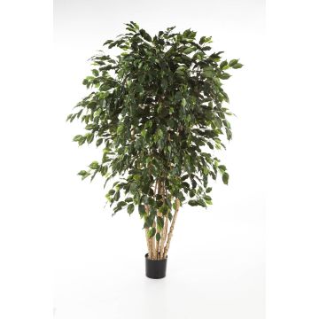 Ficus artificiale DAREL, tronchi veri, verde, 240cm Ficus artificiale DAREL, tronchi veri, verde, 240cm
