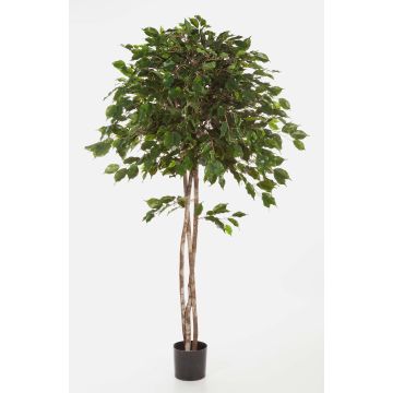 Ficus exotica artificiale KURO, tronchi naturali, verde, 210cm