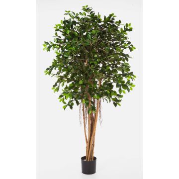 Ficus AURIOL con radici aeree, 2160 foglie, verde, 180cm
