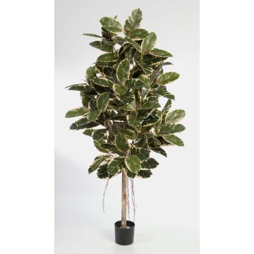Albero della gomma finto DEVI tronco naturale, verde-bianco 210cm