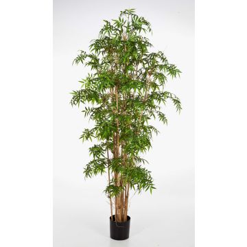 Albero di bambù artificiale KAITO, tronchi veri, verde, 200cm Albero di bambù artificiale KAITO, tronchi veri, verde, 200cm