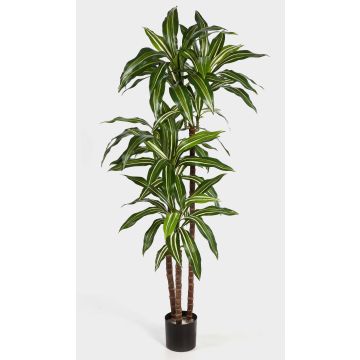 Arbusto di dracaena finto LAURA tronchi veri, verde-bianco, 120cm