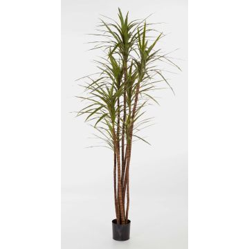 Dracaena magenta artificiale IMANI, tronchi veri, verde, 150cm Dracaena magenta artificiale IMANI, tronchi veri, verde, 150cm