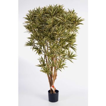 Dracaena reflexa finta AMELIA, tronchi veri, verde-giallo, 145cm