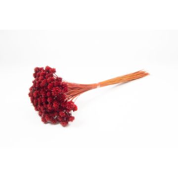 Bouquet secco AVISSA, fiore di collina brasiliano, rosso, 45-60cm, Ø13cm