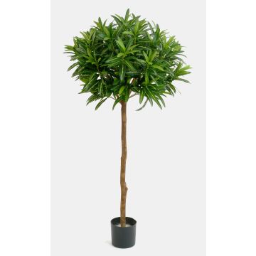 Croton goldfinger artificiale ISABELLA, tronco vero, verde, 150cm Croton goldfinger artificiale ISABELLA, tronco vero, verde, 150cm