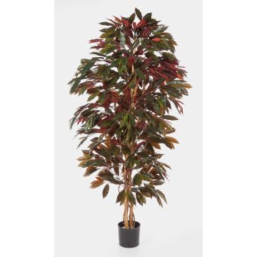 Albero croton artificiale CARA, tronchi naturali, verde-rosso, 150cm