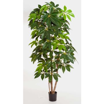 Schefflera deluxe artificiale COOPER, tronchi veri, verde, 190cm