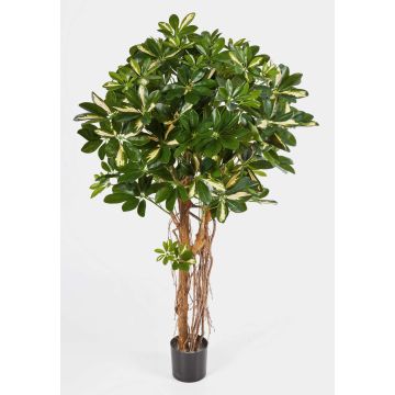 Schefflera natura finta SIENNA, tronchi veri, verde-bianco, 140cm