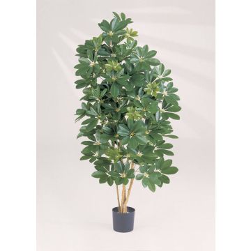 Schefflera artificiale SAMANTHA, tronchi veri, verde, 110cm
