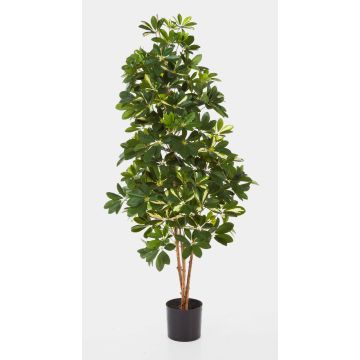 Schefflera artificiale SAMANTHA, tronchi veri, verde-bianco, 170cm