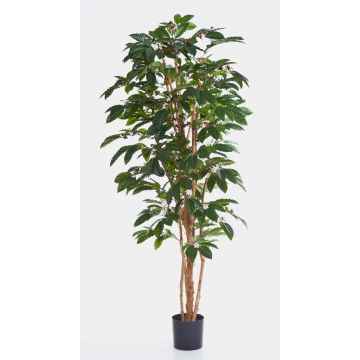 Albero del caffè artificiale MOKA, tronchi veri, verde, 210cm