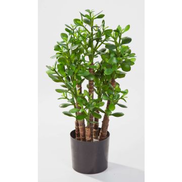 Crassula finta TIDO tronco vero, verde, 60cm, Ø30cm
