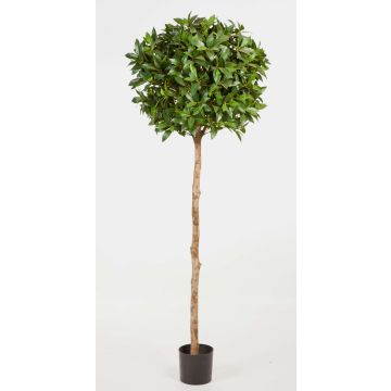 Albero d'alloro artificiale CAIUS, tronco vero, verde, 170cm, Ø50cm