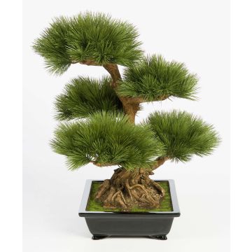 Pino bonsai finto TAYLOR, radici, ciotola ceramica, verde, 70cm Pino bonsai finto TAYLOR, radici, ciotola ceramica, verde, 70cm
