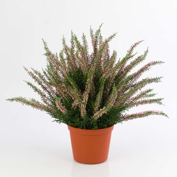 Erica finta ELANI, rosa, 35cm, Ø1cm