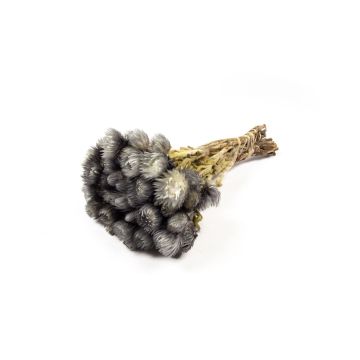 Bouquet di fiori di paglia essiccati BIBIANA, grigio, 35-45cm, Ø15cm Bouquet di fiori di paglia essiccati BIBIANA, grigio, 35-45cm, Ø15cm