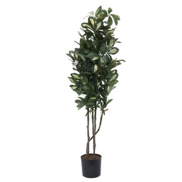 Schefflera falsa PAMINA, tronchi artificiali, verde-bianco, 120cm