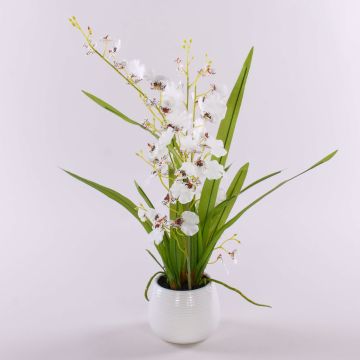 Oncidium finta SHANIA vaso ceramica, bianco-marrone, 50cm, Ø3-4cm