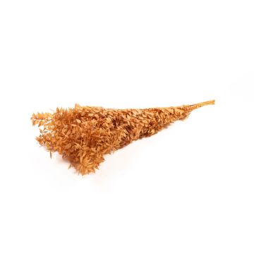 Rami di ruscus essiccati AGNIATA, terracotta, 70-75cm, Ø17cm