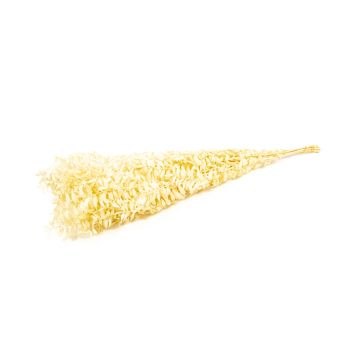 Rami di ruscus essiccati AGNIATA, beige, 70-75cm, Ø17cm Rami di ruscus essiccati AGNIATA, beige, 70-75cm, Ø17cm