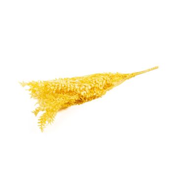Rami di ruscus essiccati AGNIATA, giallo, 70-75cm, Ø17cm Rami di ruscus essiccati AGNIATA, giallo, 70-75cm, Ø17cm