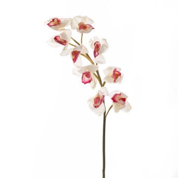 Orchidea Cymbidium finta OKSANA, bianco-fucsia, 80cm, Ø6,5cm Orchidea Cymbidium finta OKSANA, bianco-fucsia, 80cm, Ø6,5cm