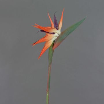 Strelitzia di plastica ZAMIRA, arancione-viola, 95cm, 16x30cm Strelitzia di plastica ZAMIRA, arancione-viola, 95cm, 16x30cm