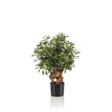 Ficus retusa artificiale CUMBIA, tronco naturale, in vaso di ceramica, verde, 70cm