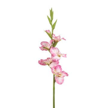 Gladio art. KIVANA, rosa-bianco, 90 cm