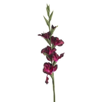 Gladio art. KIVANA, viola scuro, 90 cm
