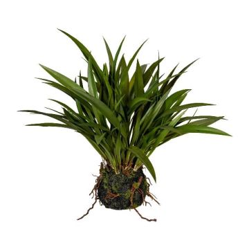 Erba decorativa Pampas SIMVO, palla di terra, radici, verde, 35 cm