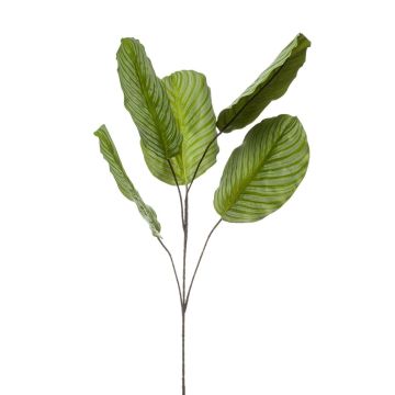 Ramo artificiale Calathea orbifolia KLINTO, verde-grigio, 115 cm