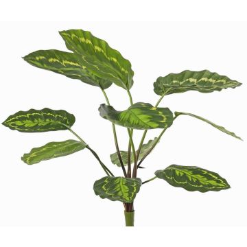 Pianta artificiale Calathea roseopicta WENFYN, bastoncino, verde, 55cm Pianta artificiale Calathea roseopicta WENFYN, bastoncino, verde, 55cm