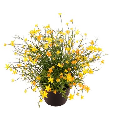 Fiore decorativo Impatiens GISINDA in vaso decorativo, giallo, 25 cm