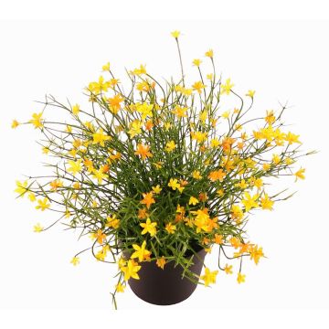 Fiore decorativo Impatiens GISINDA in vaso decorativo, giallo, 25cm Fiore decorativo Impatiens GISINDA in vaso decorativo, giallo, 25cm