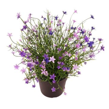Fiore decorativo Impatiens GISINDA in vaso decorativo, viola, 25 cm