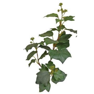 Ramo di edera finta TOYAH con frutti, verde, 65 cm