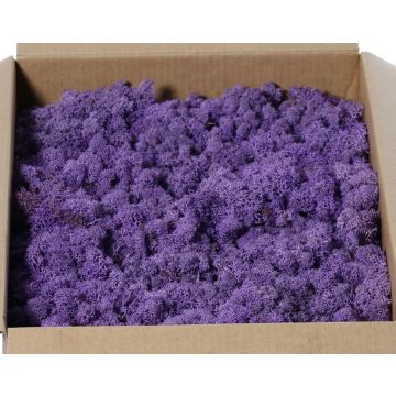Muschio islandese vero SVEINBJÖRN, viola, 2,7 kg Muschio islandese vero SVEINBJÖRN, viola, 2,7 kg