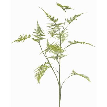 Decorazione ramo Asparagus plumosus UHERA, verde, 140cm
