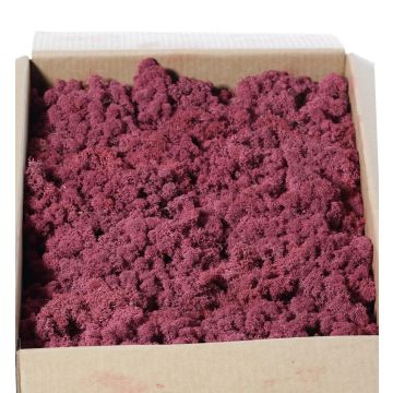 Muschio islandese vero SVEINBJÖRN, malva, 2,7 kg