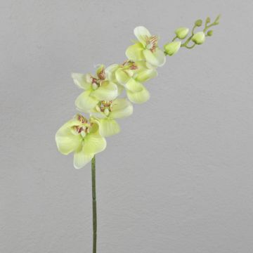 Ramo di orchidea Phalaenopsis artificiale AMARNE, verde crema, 90 cm