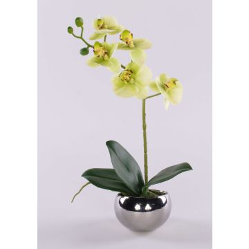 Orchidea decorativa Phalaenopsis ZARMINAH in vaso decorativo, radici, crema-verde, 30cm Orchidea decorativa Phalaenopsis ZARMINAH in vaso decorativo, radici, crema-verde, 30cm