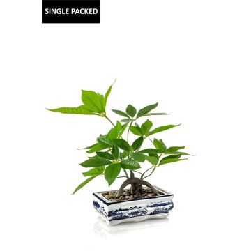 Bonsai artificiale di castagno della fortuna IVANO in vaschetta di ceramica decorata " ", verde, 40 cm Bonsai artificiale di castagno della fortuna IVANO in vaschetta di ceramica decorata " ", verde, 40 cm