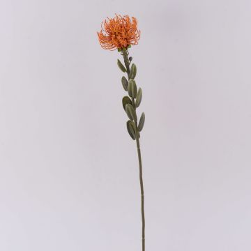 Fiore artificiale cuscino di spilli Protea URMINE, effetto secco, arancione, 60 cm Fiore artificiale cuscino di spilli Protea URMINE, effetto secco, arancione, 60 cm