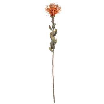 Fiore artificiale cuscino di spilli Protea URMINE, effetto secco, arancione, 60 cm
