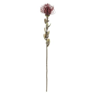 Fiore artificiale cuscino di spilli Protea URMINE, effetto secco, rosso bordeaux, 60 cm