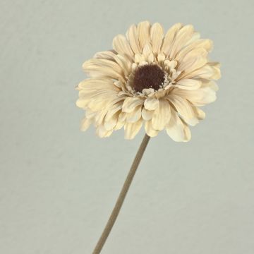 Gerbera artificiale TUNGUSKA, effetto secco, beige crema, 50 cm